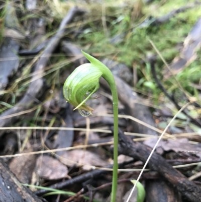 Pterostylis nutans (Nodding Greenhood) at Black Mountain - 5 Aug 2021 by MattFox