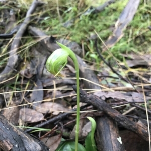 Pterostylis nutans at Acton, ACT - 6 Aug 2021