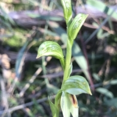 Bunochilus umbrinus (Broad-sepaled Leafy Greenhood) at Downer, ACT - 5 Aug 2021 by PeterR