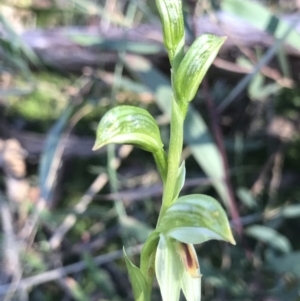 Bunochilus umbrinus (ACT) = Pterostylis umbrina (NSW) at suppressed - suppressed