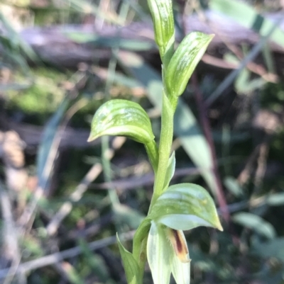 Bunochilus umbrinus (Broad-sepaled Leafy Greenhood) at Black Mountain - 5 Aug 2021 by PeterR