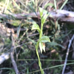 Bunochilus umbrinus (ACT) = Pterostylis umbrina (NSW) at suppressed - suppressed