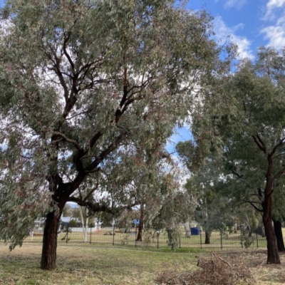 Eucalyptus sideroxylon (Mugga Ironbark) at Wanniassa, ACT - 5 Aug 2021 by jks