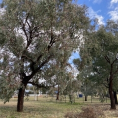 Eucalyptus sideroxylon (Mugga Ironbark) at Wanniassa, ACT - 5 Aug 2021 by jksmits