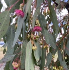Eucalyptus sideroxylon at Wanniassa, ACT - 6 Aug 2021