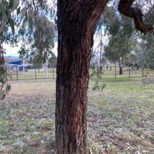 Eucalyptus sideroxylon at Wanniassa, ACT - 6 Aug 2021