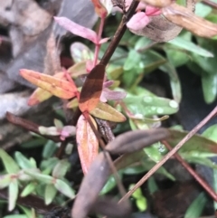 Hypericum gramineum (Small St Johns Wort) at Black Mountain - 3 Aug 2021 by Tapirlord