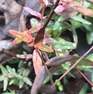 Hypericum gramineum at Downer, ACT - 3 Aug 2021 10:22 AM