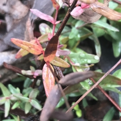 Hypericum gramineum (Small St Johns Wort) at Black Mountain - 3 Aug 2021 by Tapirlord