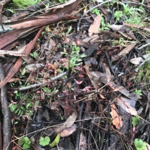 Hypericum gramineum at Downer, ACT - 3 Aug 2021 10:22 AM