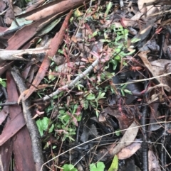 Hypericum gramineum at Downer, ACT - 3 Aug 2021 10:22 AM