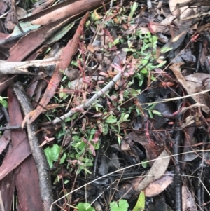 Hypericum gramineum at Downer, ACT - 3 Aug 2021 10:22 AM