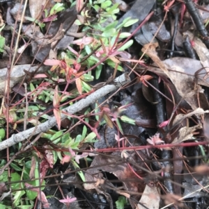 Hypericum gramineum at Downer, ACT - 3 Aug 2021 10:22 AM