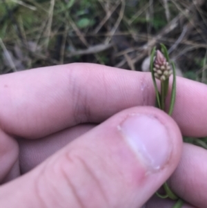 Stackhousia monogyna at Downer, ACT - 3 Aug 2021