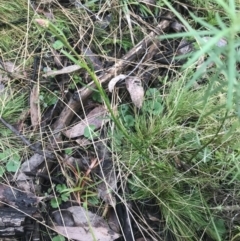 Stackhousia monogyna at Downer, ACT - 3 Aug 2021