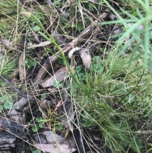 Stackhousia monogyna at Downer, ACT - 3 Aug 2021