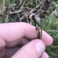 Stackhousia monogyna at Downer, ACT - 3 Aug 2021 10:23 AM