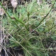 Stackhousia monogyna at Downer, ACT - 3 Aug 2021