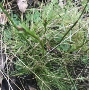 Stackhousia monogyna at Downer, ACT - 3 Aug 2021