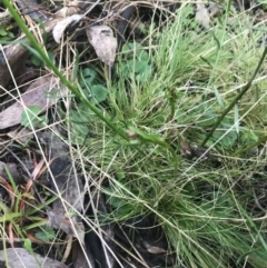 Stackhousia monogyna at Downer, ACT - 3 Aug 2021 10:23 AM