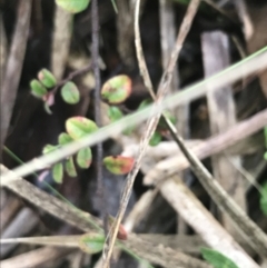 Bossiaea buxifolia (Matted Bossiaea) at Black Mountain - 3 Aug 2021 by Tapirlord