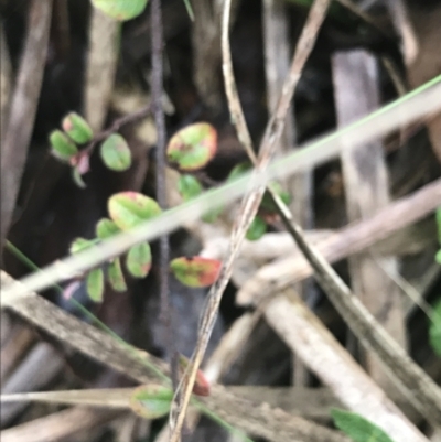 Bossiaea buxifolia (Matted Bossiaea) at Downer, ACT - 3 Aug 2021 by Tapirlord