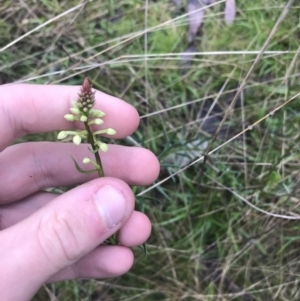 Stackhousia monogyna at Acton, ACT - 3 Aug 2021