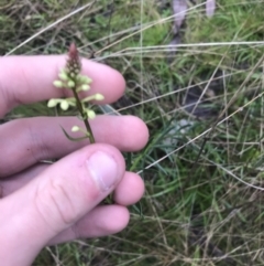 Stackhousia monogyna at Acton, ACT - 3 Aug 2021 10:24 AM