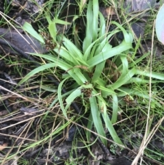 Luzula densiflora at Downer, ACT - 3 Aug 2021 10:25 AM