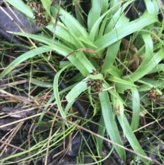 Luzula densiflora at Downer, ACT - 3 Aug 2021
