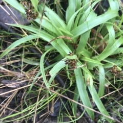 Luzula densiflora at Downer, ACT - 3 Aug 2021 10:25 AM