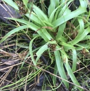 Luzula densiflora at Downer, ACT - 3 Aug 2021
