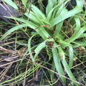 Luzula densiflora at Downer, ACT - 3 Aug 2021 10:25 AM