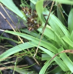 Luzula densiflora at Downer, ACT - 3 Aug 2021