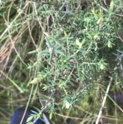 Leucopogon fletcheri subsp. brevisepalus (Twin Flower Beard-Heath) at Black Mountain - 3 Aug 2021 by Tapirlord