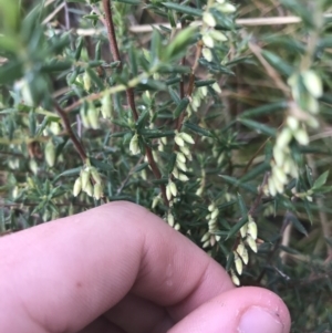Leucopogon fletcheri subsp. brevisepalus at Acton, ACT - 3 Aug 2021