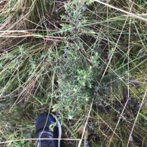 Leucopogon fletcheri subsp. brevisepalus at Acton, ACT - 3 Aug 2021