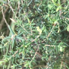 Styphelia fletcheri subsp. brevisepala at Acton, ACT - suppressed