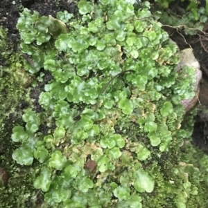 Lunularia cruciata at Acton, ACT - 3 Aug 2021