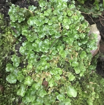 Lunularia cruciata (A thallose liverwort) at Black Mountain - 3 Aug 2021 by Tapirlord