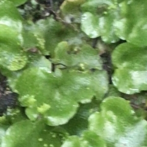 Lunularia cruciata at Acton, ACT - 3 Aug 2021