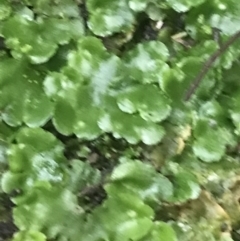 Lunularia cruciata at Acton, ACT - 3 Aug 2021