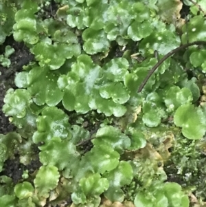 Lunularia cruciata at Acton, ACT - 3 Aug 2021