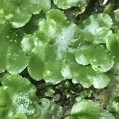 Lunularia cruciata at Acton, ACT - 3 Aug 2021