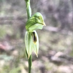 Bunochilus umbrinus (Broad-sepaled Leafy Greenhood) at Paddys River, ACT - 6 Aug 2021 by PeterR