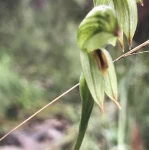 Bunochilus umbrinus (ACT) = Pterostylis umbrina (NSW) at suppressed - 6 Aug 2021