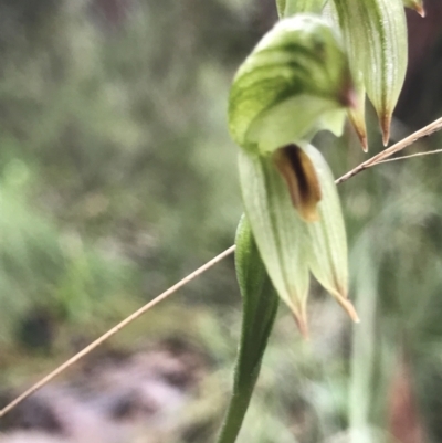 Bunochilus umbrinus (Broad-sepaled Leafy Greenhood) at Paddys River, ACT - 6 Aug 2021 by PeterR