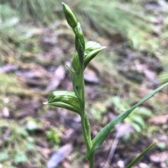 Bunochilus umbrinus (ACT) = Pterostylis umbrina (NSW) at suppressed - 6 Aug 2021