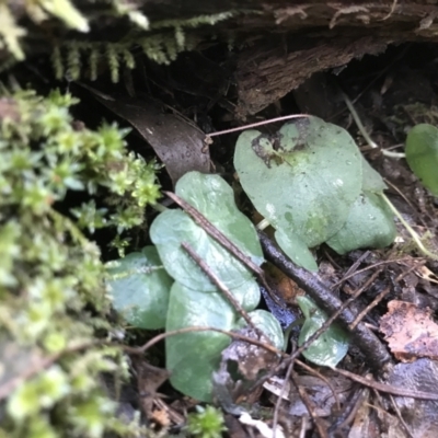 Corysanthes sp. (A Helmet Orchid) at Bullen Range - 6 Aug 2021 by PeterR