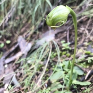 Pterostylis nutans at Paddys River, ACT - 6 Aug 2021